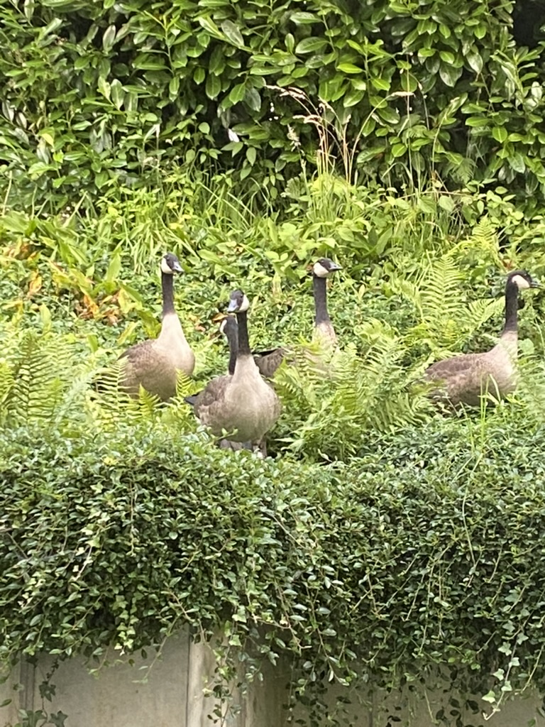 Five Canada geese gathered among ferns and dense green foliage.