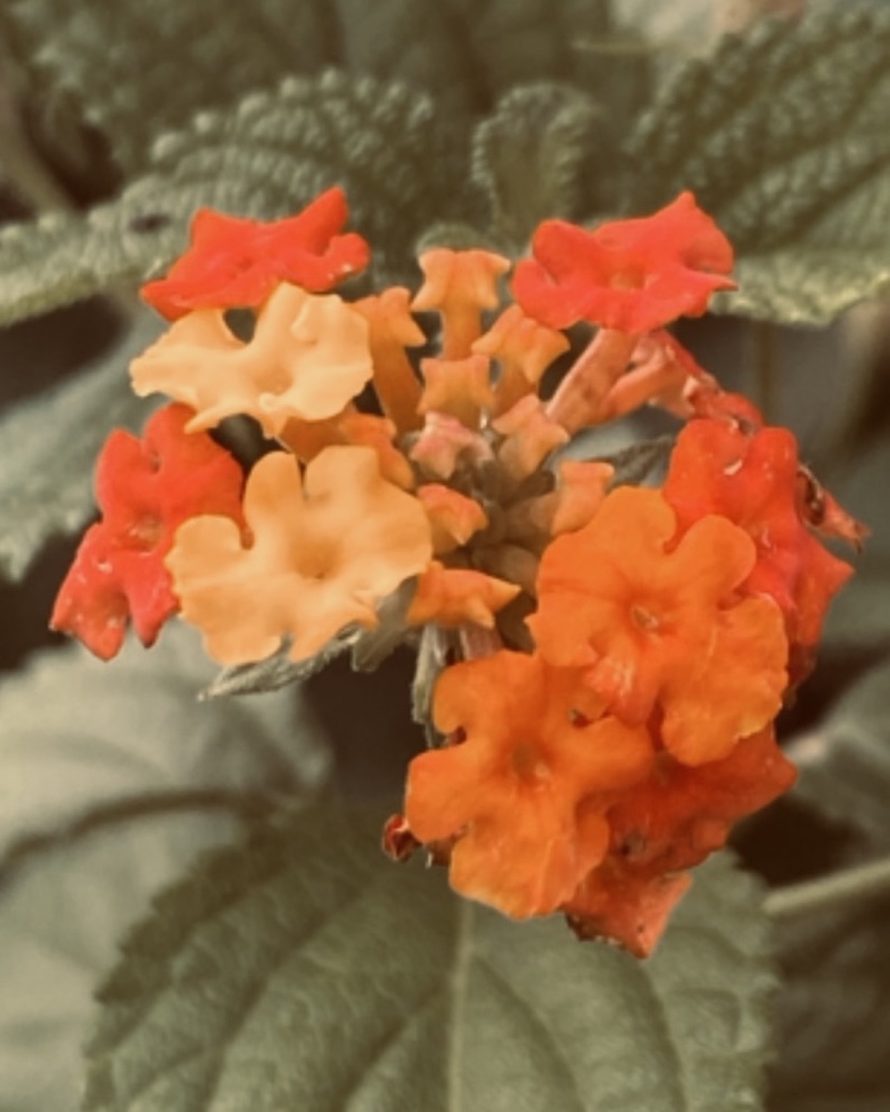 A close view of a many-petalled orange flower with a dark textured centre.
